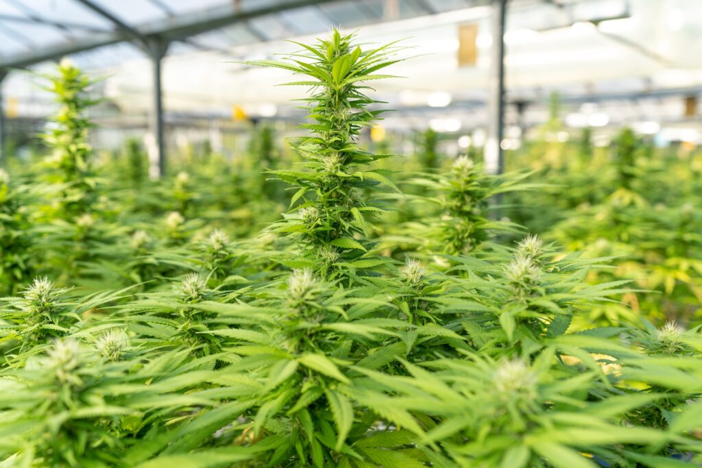 Cannabis plants inside a green room.