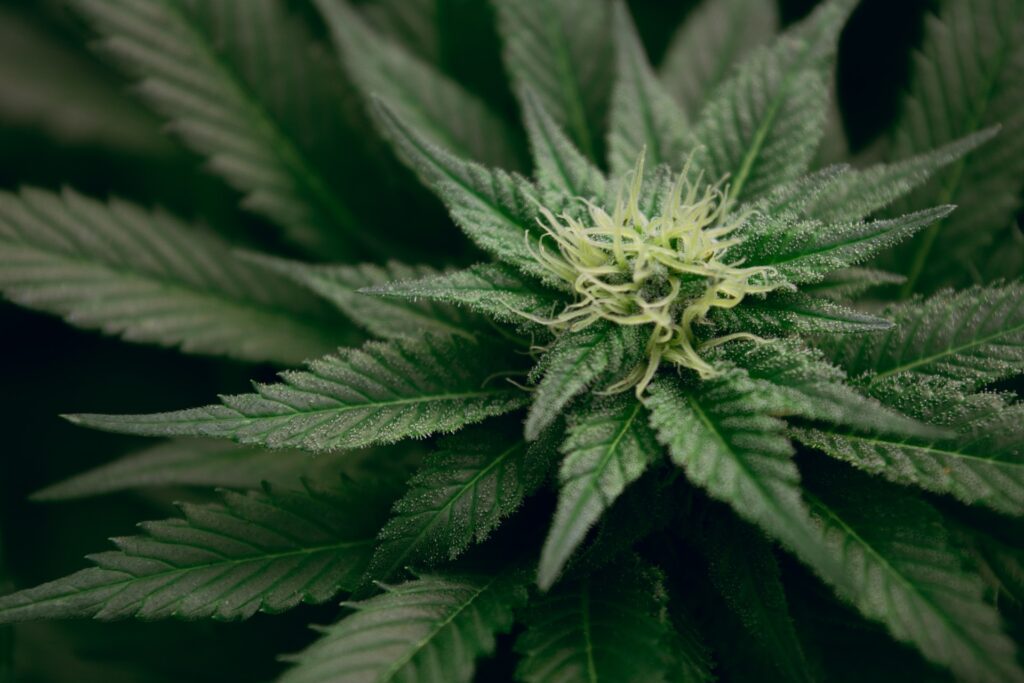 A closeup of a cannabis plant