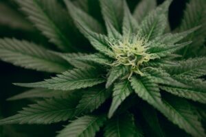 A closeup of a cannabis plant
